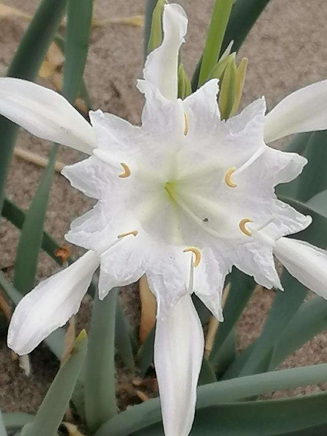 B&B Cilento פסטום מראה חיצוני תמונה