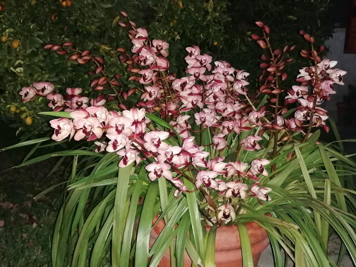 B&B Cilento פסטום מראה חיצוני תמונה