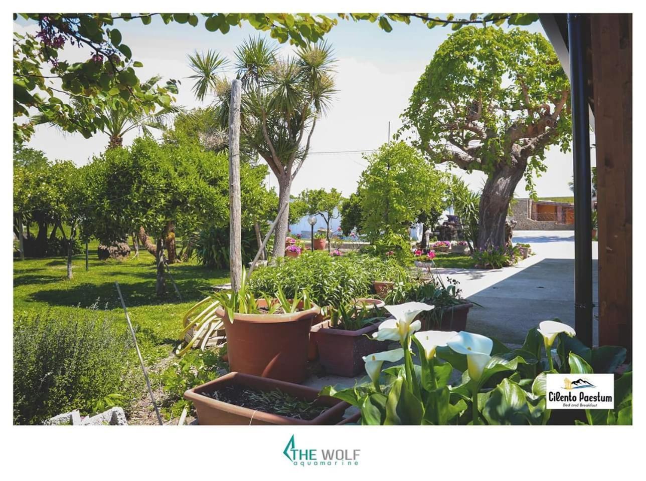 B&B Cilento פסטום מראה חיצוני תמונה